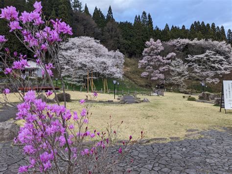 令和6年 臥龍桜開花情報